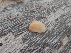 Bostrycapulus aculeatus