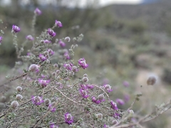 Dalea pulchra