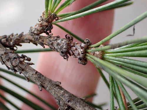 Image of Cedrus deodara by no rights reserved