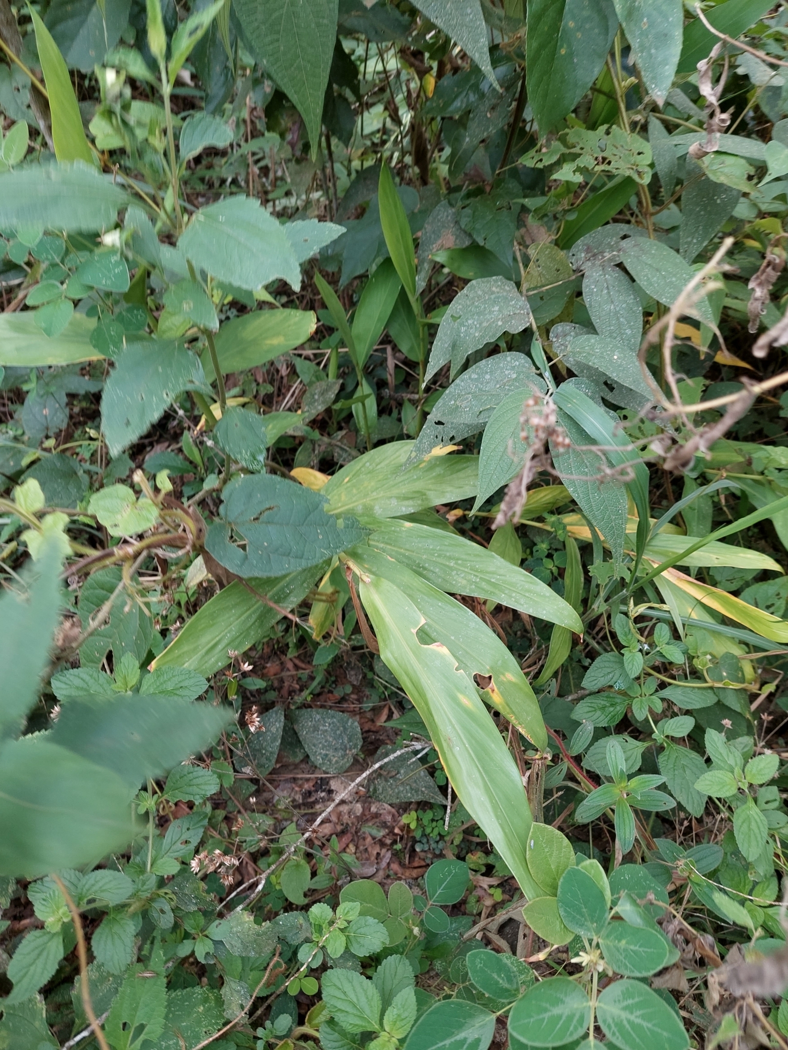 Hedychium coronarium
