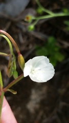 Clarkia epilobioides