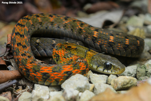 Photo of a Orange-collared Keelback (Rhabdophis himalayanus)