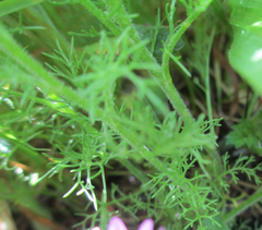 Gilia nevinii