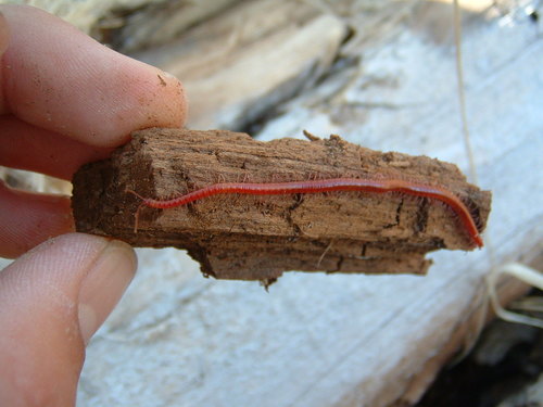 Strigamia fusata