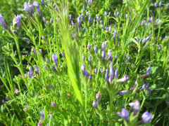 Gilia nevinii