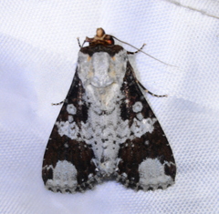 Condica mimica
