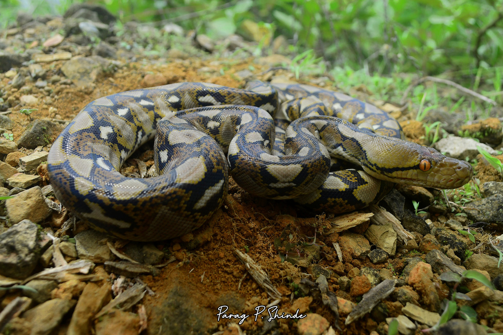 Reticulated Python from Mizoram, India on December 22, 2022 at 07:24 PM ...