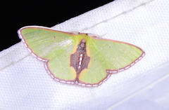 Synchlora astraeoides