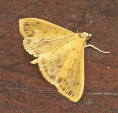 Patania balteata