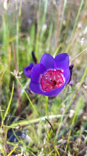 Image of Geissorhiza radians by (c) Jacques van der Merwe, some rights reserved (CC BY-SA)