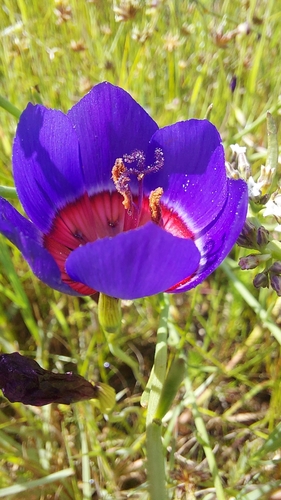 Image of Geissorhiza radians by (c) Jacques van der Merwe, some rights reserved (CC BY-SA)