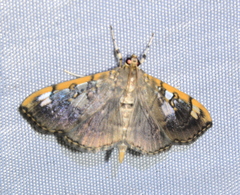 Pantographa