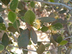 Cercocarpus betuloides betuloides