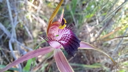 Image of Caladenia arenicola by (c) A.J. Anderson, some rights reserved (CC BY)