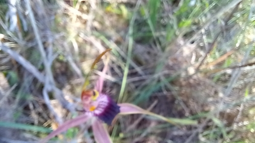 Image of Caladenia arenicola by (c) A.J. Anderson, some rights reserved (CC BY)