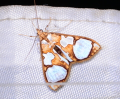 Glyphodes grandisalis