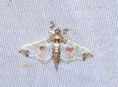 Neoleucinodes
