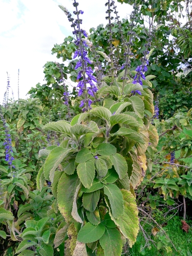 Woolly Plectranthus