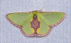 Synchlora astraeoides