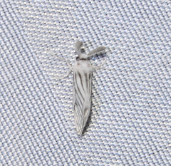 Zygaenoidea