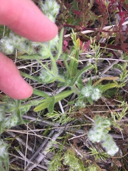 Cryptantha barbigera barbigera
