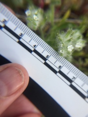 Cryptantha barbigera barbigera