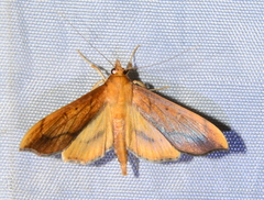 Anarmodia
