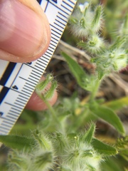 Cryptantha barbigera barbigera