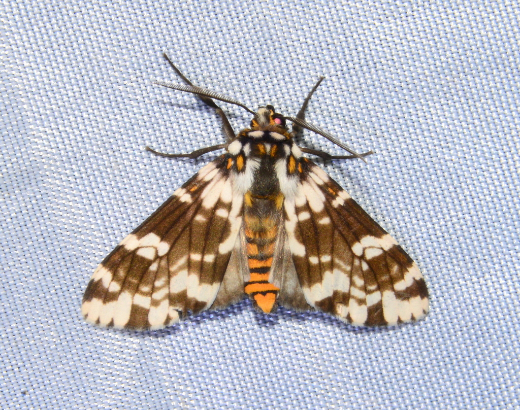 Phaegoptera