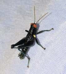 Psiloscirtus flavipes