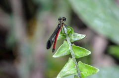 Rhinocypha pagenstecheri timorana