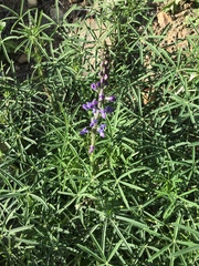 Lupinus truncatus