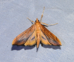 Anarmodia