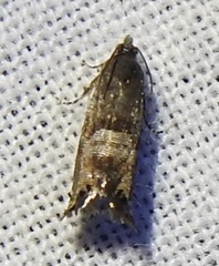 Sereda tautana