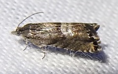 Sereda tautana