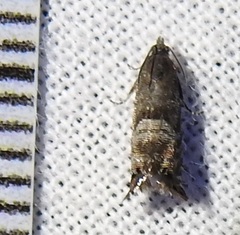 Sereda tautana