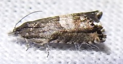 Sereda tautana