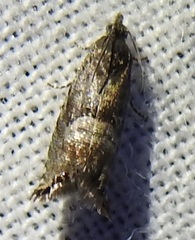 Sereda tautana