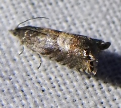Sereda tautana