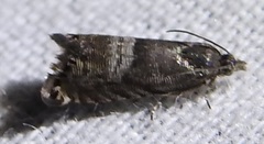 Sereda tautana