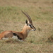 Serengeti Thomson's Gazelle - Photo (c) Joshua Rains, some rights reserved (CC BY-NC), uploaded by Joshua Rains