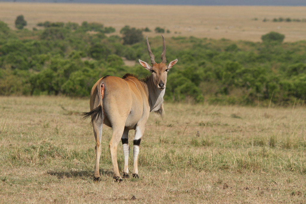 East African Eland from Mara, Kenya on July 13, 2023 at 04:23 PM by ...