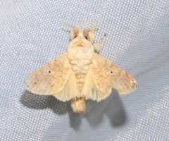 Lasiocampoidea