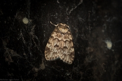 Scaphidriotis xylogramma