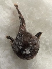 Polar Sculpin photo 5