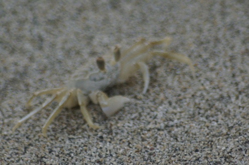 Gulf Ghost Crab