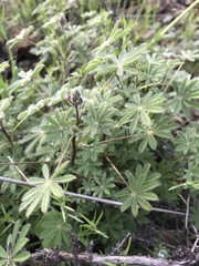 Lupinus concinnus