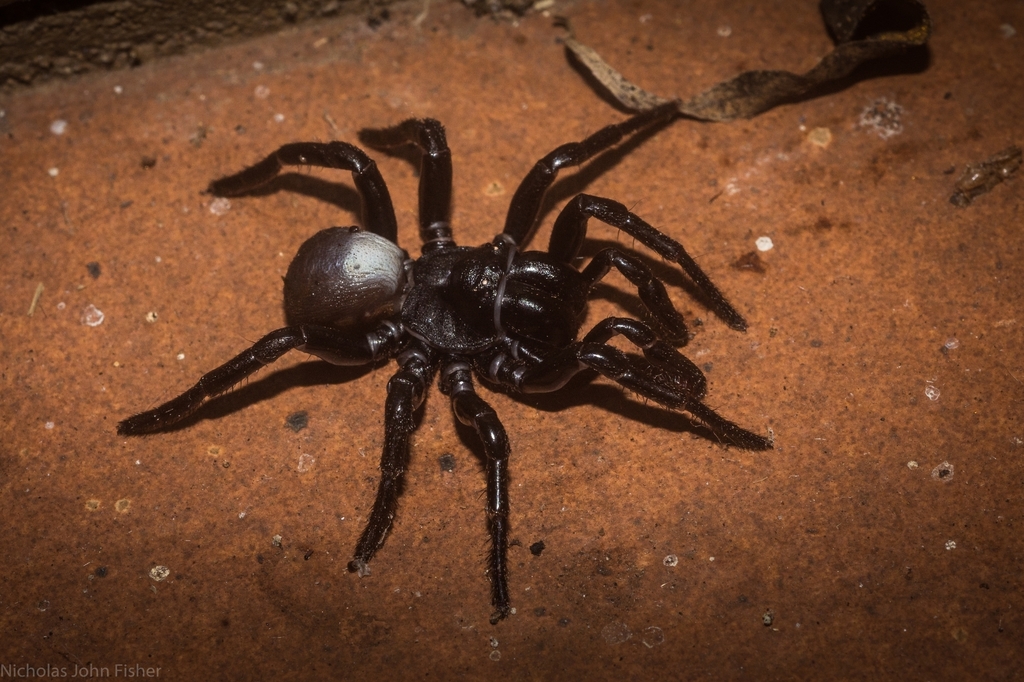 Eastern Mouse Spider