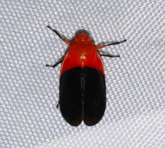 Sphenorhina rhodopepla