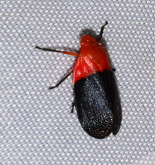 Sphenorhina rhodopepla